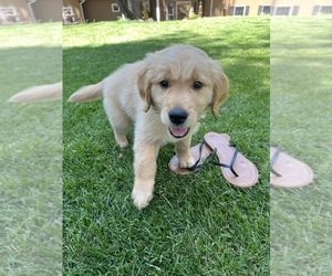 Golden Retriever Puppy for Sale in GRASS VALLEY, California USA