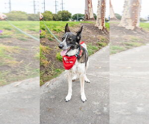 Cleo - Adopt Me! - Female Mutt Dog for Adoption - Photo #2