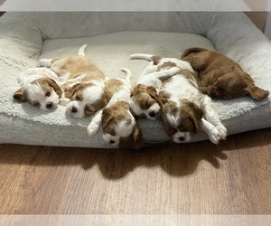 Cavalier King Charles Spaniel Litter for sale in GUTHRIE, OK, USA