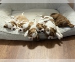 Small Cavalier King Charles Spaniel