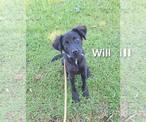 Labrador Retriever-Unknown Mix Dogs for adoption in Virginia Beach, VA, USA