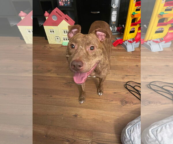 Medium Photo #11 American Pit Bull Terrier-Unknown Mix Puppy For Sale in Derwood, MD, USA