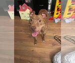 Small #10 American Pit Bull Terrier Mix