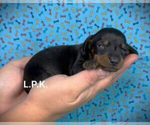 Dachshund Puppy for sale in WINNSBORO, LA, USA