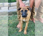 Small #3 Boxador