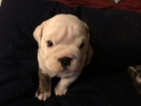 Small #5 Bulldog
