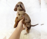 Small #8 Dachshund