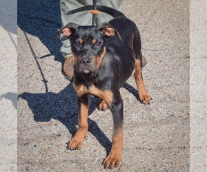 Keller - Male American Staffordshire Terrier-Rottweiler Mix Dog for Adoption - Photo #3