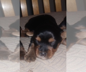 Yorkshire Terrier Puppy for sale in MC MINNVILLE, TN, USA