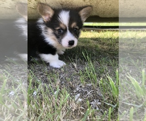 Pembroke Welsh Corgi Puppy for sale in ARTHUR, IL, USA