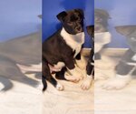 Small Photo #1 Labrador Retriever-Unknown Mix Puppy For Sale in Walnutport, PA, USA