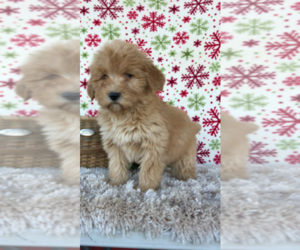 Whoodle Puppy for sale in BROOK PARK, PA, USA