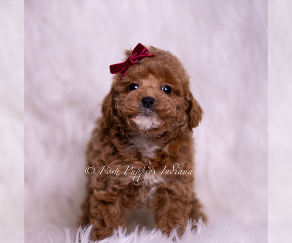 Medium Photo #51 Poodle (Toy) Puppy For Sale in WARSAW, IN, USA