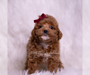 Medium Poodle (Toy)