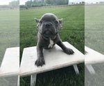 Small Photo #5 French Bulldog Puppy For Sale in GOSHEN, IN, USA