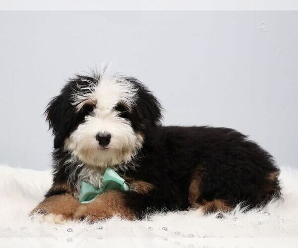 Medium Photo #4 Bernedoodle (Miniature) Puppy For Sale in LIVINGSTON, WI, USA