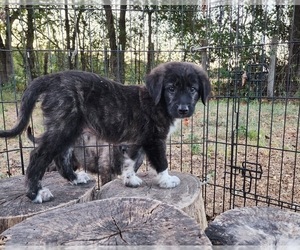 Anatolian Shepherd Puppy for sale in CUMBY, TX, USA