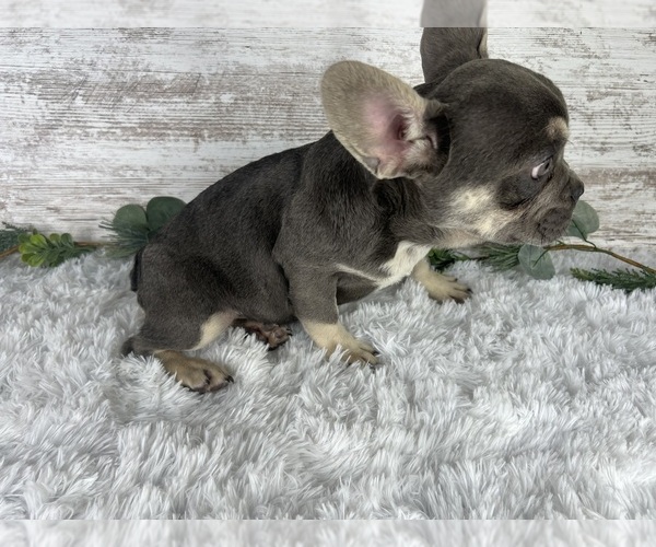 Medium Photo #2 French Bulldog Puppy For Sale in MIDDLEBURY, IN, USA