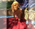 Small Photo #3 Irish Doodle Puppy For Sale in NAMPA, ID, USA