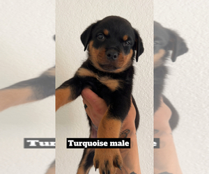 Rottweiler Puppy for sale in TEMECULA, CA, USA