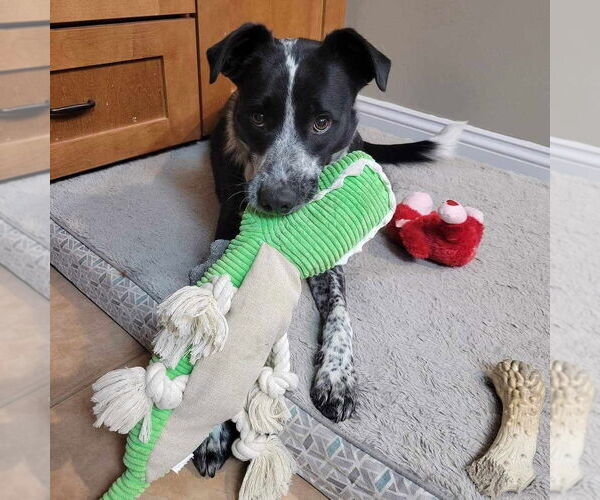 Medium Photo #3 Border Collie-Unknown Mix Puppy For Sale in Highland, IL, USA