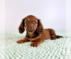 Dachshund Puppy for Sale in GREENFIELD, Indiana USA