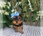 Small #5 Morkie