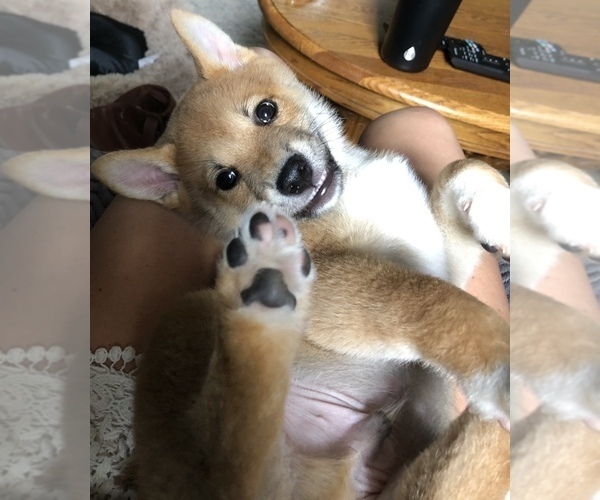 Medium Photo #6 Shiba Inu Puppy For Sale in NEW ULM, MN, USA