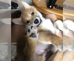 Small Photo #6 Shiba Inu Puppy For Sale in NEW ULM, MN, USA