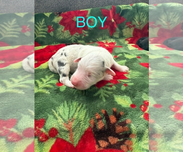 Medium Photo #2 Australian Shepherd Puppy For Sale in MIDDLESEX, NC, USA