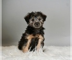 Puppy 6 Poodle (Toy)-Yorkshire Terrier Mix
