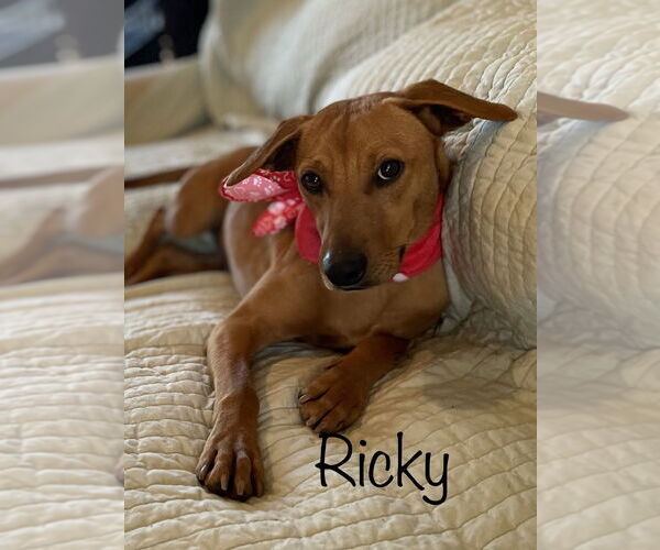 Medium Photo #1 Mutt Puppy For Sale in Conway, AR, USA