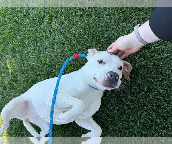 Medium Photo #3 American Staffordshire Terrier-Boxer Mix Puppy For Sale in Lake Forest, CA, USA