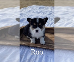 Pembroke Welsh Corgi Puppy for sale in MARYVILLE, MO, USA