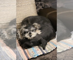 Schnauzer (Miniature) Puppy for sale in SCOTTSDALE, AZ, USA