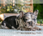 Small #1 French Bulldog