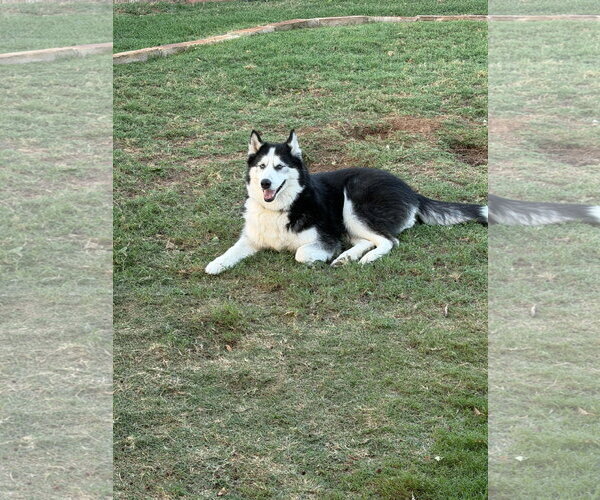 Medium Photo #2 Siberian Husky Puppy For Sale in Carrollton, TX, USA