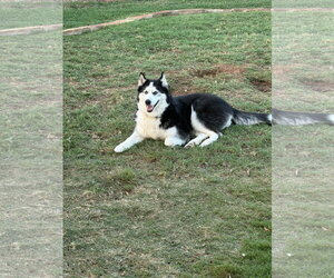 Hatti - Female Siberian Husky Dog for Adoption - Photo #2