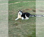 Small Photo #2 Siberian Husky Puppy For Sale in Carrollton, TX, USA
