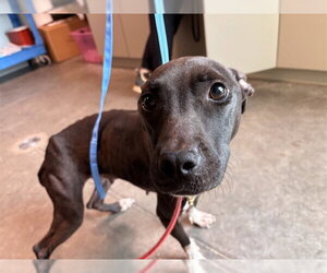 American Pit Bull Terrier-Unknown Mix Dogs for adoption in Tavares, FL, USA