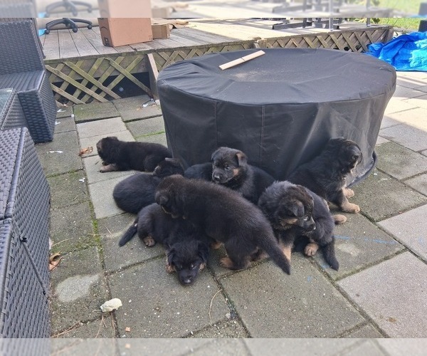 Medium Photo #3 German Shepherd Dog Puppy For Sale in WEST YARMOUTH, MA, USA