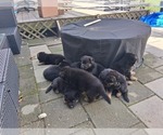 Small Photo #3 German Shepherd Dog Puppy For Sale in WEST YARMOUTH, MA, USA