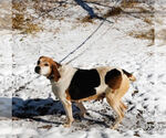 Small #2 Mutt