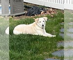 Small #2 Golden Retriever Mix