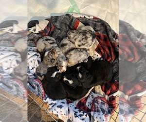 Miniature Australian Shepherd Puppy for sale in OCALA, FL, USA