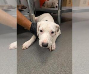 Black Mouth Cur-Labrador Retriever Mix Dogs for adoption in Corpus Christi, TX, USA