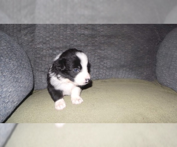 Medium Photo #8 Border Collie Puppy For Sale in AIKEN, SC, USA