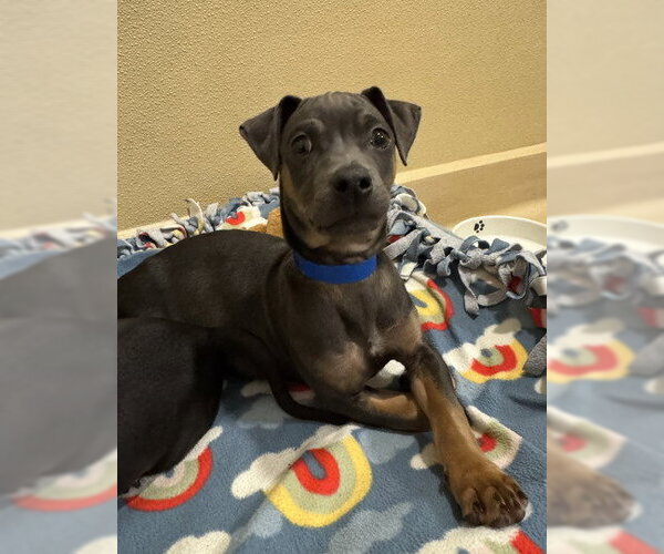 Medium Photo #2 Mutt Puppy For Sale in Pleasanton, CA, USA