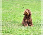 Small #1 Poodle (Toy)