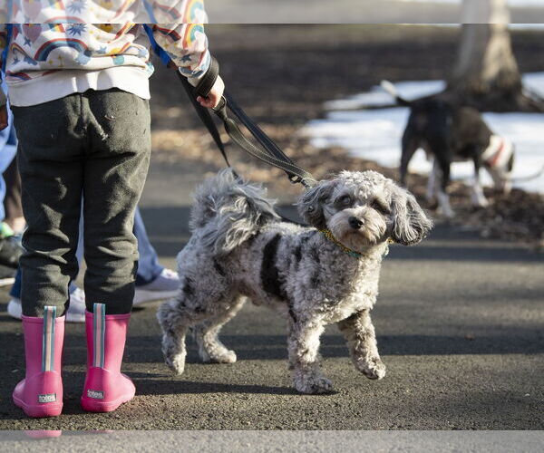 Medium Photo #4 Shih Tzu-Unknown Mix Puppy For Sale in Arlington, VA, USA